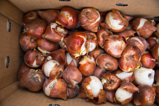 Tulip bulbs