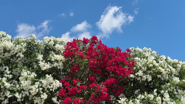 Oleander Nerium flowers red and white blossoming shrubs.