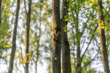 Naklejka premium Squirrel climbing a tree amidst the vibrant green forest in early morning light