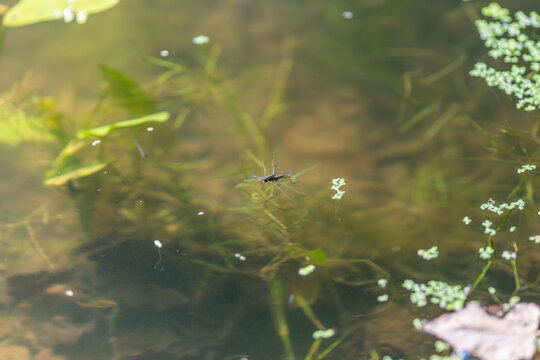 Water striders dance gracefully on the serene surface of a quiet pond under the gentle sunlight