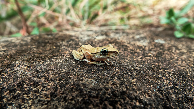 Probably Indian tree frog Polypedates maculatus from Hong Kong Island