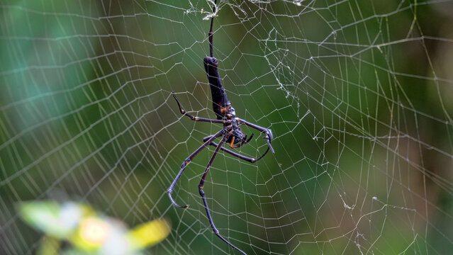 giant golden orb weaver Nephila pilipes) male on Double Haven, Hong Kong
