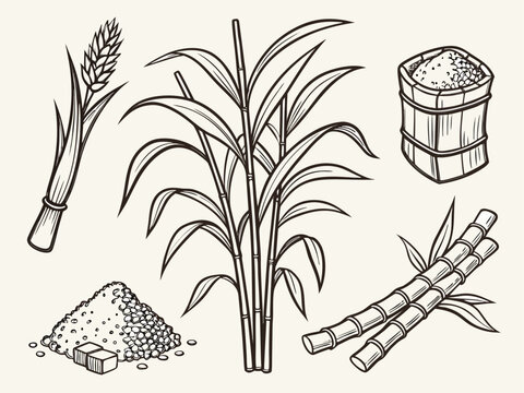 Sugar cane plant and sugar products set
