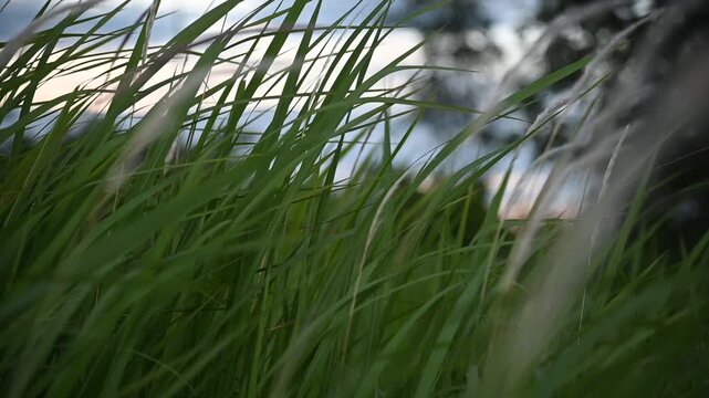 Tranquil Meadow Video Background with Swaying Grass at Sunset.

