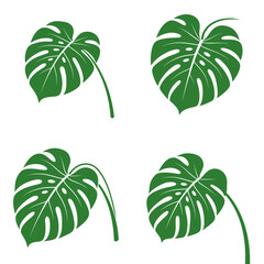 Naklejka premium Monstera Leaf vector illustration featuring an iconic tropical leaf with natural splits and distinctive botanical details in a clean minimalist style. Perfect for tropical designs, botanical branding,