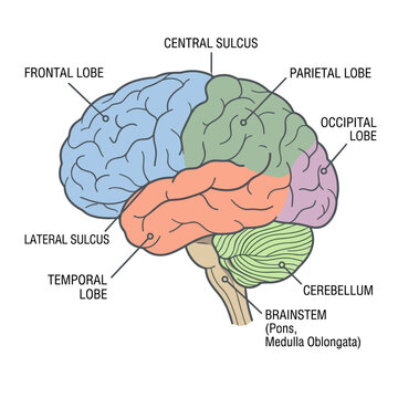 Human brain anatomy chart showing lobes sulcus and brainstem for neurology education study