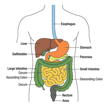 Diagram showing digestive system organs including liver stomach intestines and esophagus