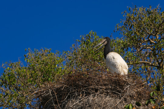 Jabiru - Jabiru mycteria, large unique stork native to the wetlands and fresh waters coasts of Central and South America, Pantanal, Brazil.