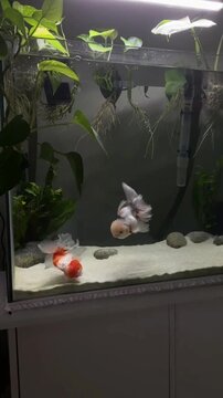 Cute Red and White Crown Oranda Goldfish