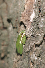 02442-001.07 Green Treefrog (Hyla cinerea) Section 8 Woods Nature Preserve, Cache River SNA,  IL © Daybreak Imagery