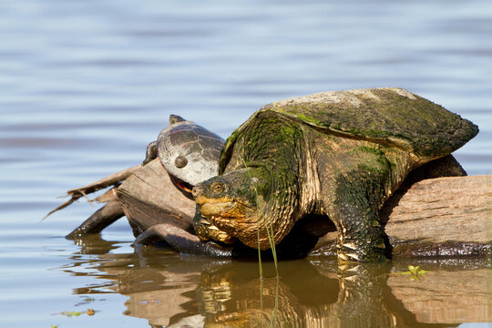 02509-00306 Snapping Turtle (Chelydra serpentina) on log in wetland, Marion Co., IL