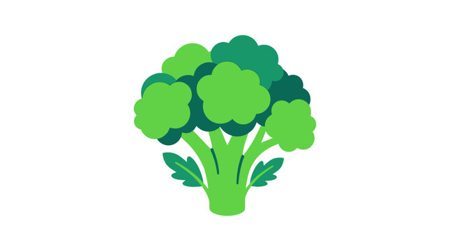 Broccoli floret illustration displaying green stalks and leafy crowns on a solid white surface.