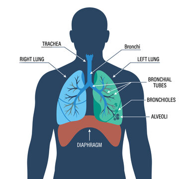 Human respiratory system diagram for educational medical poster with lungs trachea bronchi and diaphragm