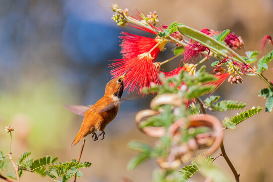 01178-00113 Rufous Hummingbird (Selasphorus rufus) at Baja Fairy Duster (Calliandra californica) Pima County AZ