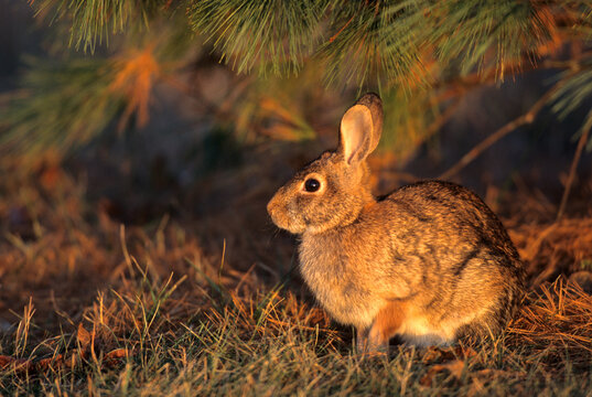 02212-00207 Eastern cottontail (Sylvilagus floridanus) under pine tree,   Marion Co.   IL