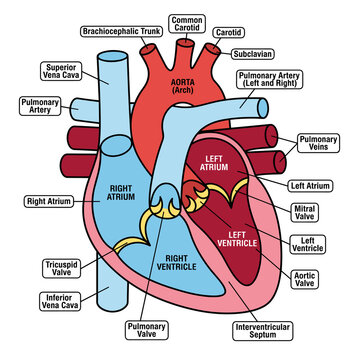 Anatomy of human heart with various labeled parts on a white background, educational graphic