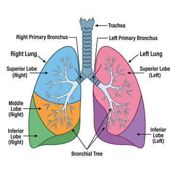 Human lungs structure lobes bronchial tree and lobar segmentation illustration