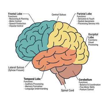 Brain lobes and cerebellum anatomy with functions for science