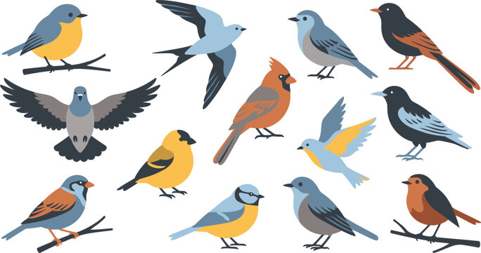 Colorful birds flat vector collection with various avian species.