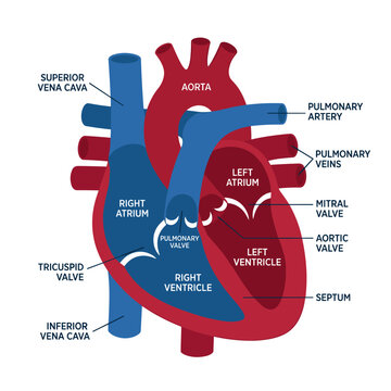 Human heart diagram illustrating chambers, valves, and major blood vessels