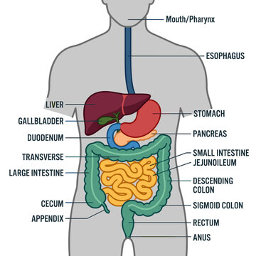 Diagram of human digestive system showing organs from mouth to anus, educational graphic