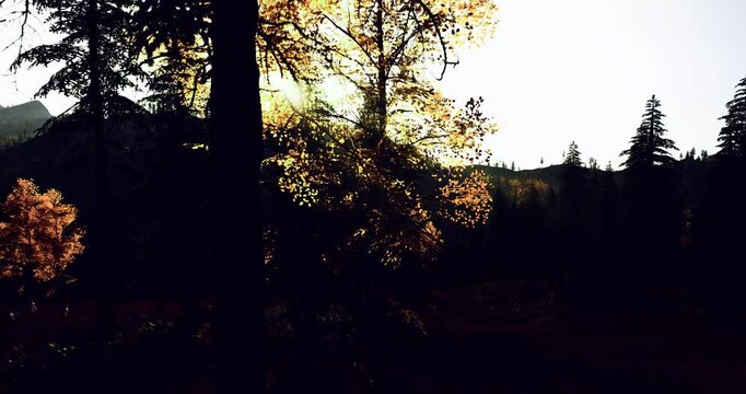 misty forest edge at golden horizon, haze and soft glow filter sunlight across tree line and rolling ground, calm atmospheric scene for wellness and sustainable