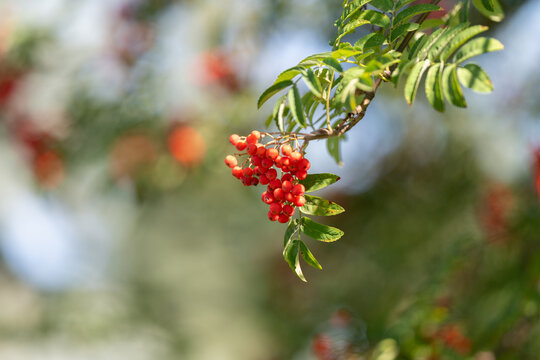 Clusters of bright red berries adorn the branches of the European rowan tree on a sunny day in late summer