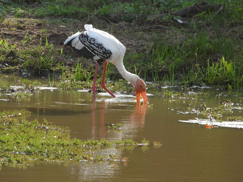 Painted Stork is searching for food at Yala National Park