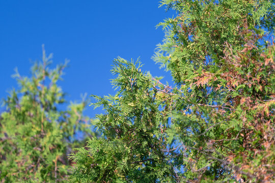 Lush greenery of juniper trees under a vibrant blue sky in a serene natural setting