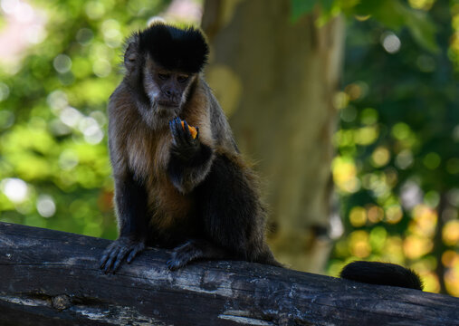 Capucin brun (Sapajus apella) tenant un morceau de fruit dans sa main