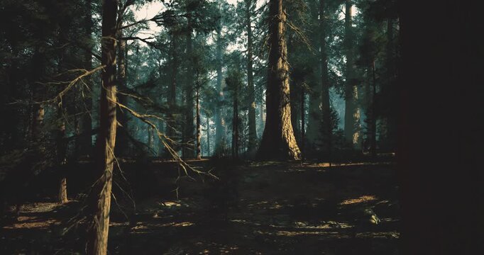 dappled pine forest at dusk, serene trunks and mossy floor with scattered light shafts, deep shadows create moody atmosphere and quiet wilderness mood