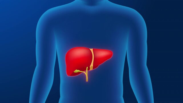 medical animation of a human Organ Liver in the transparent human body