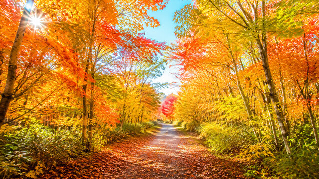 太陽の光が差し込む赤や黄色に紅葉した木々が連なる美しい秋の並木道の風景 generative ai