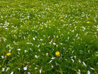 Lush green lawn with white flower petals and yellow dandelions © lucky pics