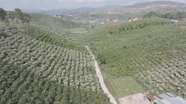 Aerial drone view of coffee hills covered in white blossoms under bright sunlight in Lam Ha, Lam Dong, Vietnam, showcasing the scenic highland coffee landscape.