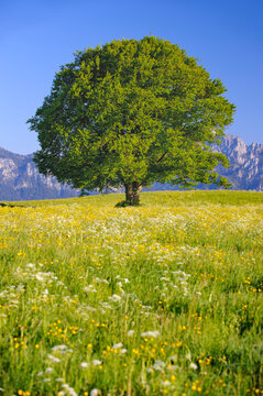  Eine pr&auml;chtige Buche steht als Einzelbaum auf einem H&uuml;gel