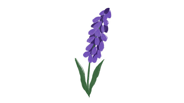 Hand-painted watercolor purple lavender flower stem with green leaves, isolated on a clean transparent background for floral designs and spring illustrations.