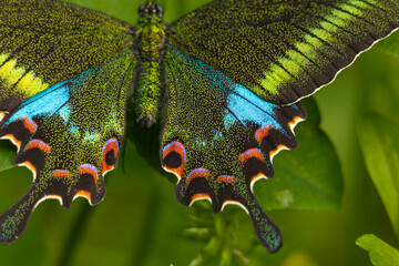 Close-up macro photograph showing a Woolly-branded Peacock butterfly (Papilio polyctor) resting naturally on a green leaf during a summer morning in Himachal Pradesh, India. © Jitender kumar
