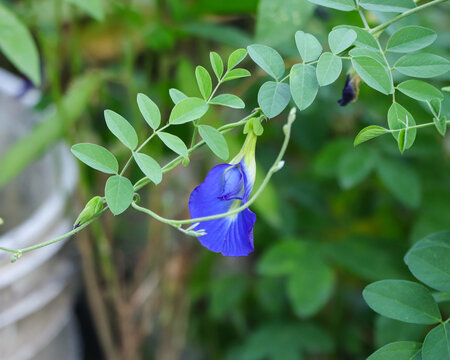 Single vibrant blue butterfly pea flower hanging gracefully from a green stem with a soft blurred background.