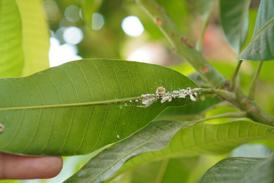 Someone is holding a mango leaf covered in white insect pests.