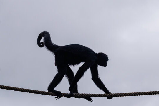 Black spider monkey balancing on a rope against sky