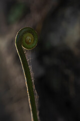 Macro close up of unfurling green fern fiddlehead spiral in forest © chris