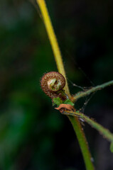 Close up macro view of coiled brown fern fiddlehead in nature © chris