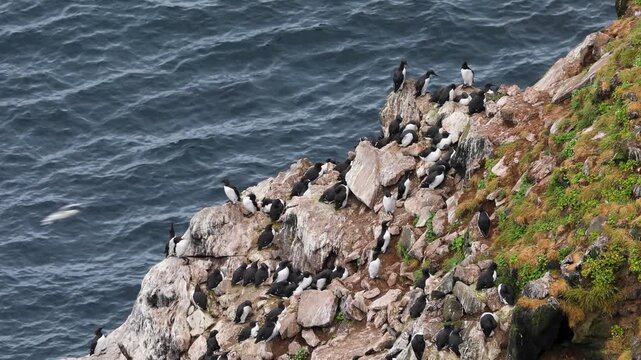 Seabirds sitting on a cliff in northern Iceland