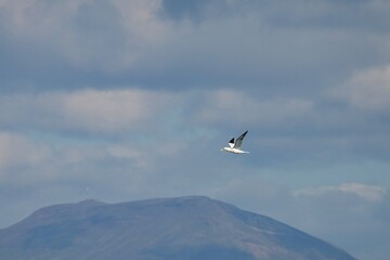Obraz premium The northern gannet (Morus bassanus) is a seabird, the largest species of the gannet family, Sulidae.