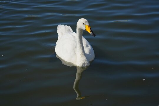 The whooper swan (Cygnus cygnus), is a large northern hemisphere swan. 