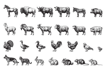 Naklejka premium Hand-drawn vintage engraving style farm animals vector set collection