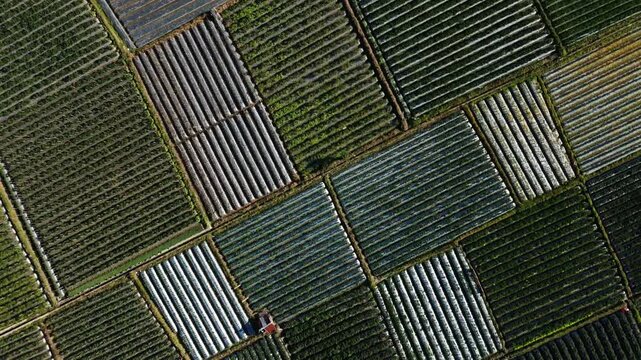 Top down aerial view of colorful vegetable plots and plastic mulch rows in Sembalun Lombok