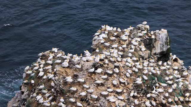 Large gannet colony on an isolated rock island surrounded by crashing waves in the north of Iceland, St&oacute;ri-Karl