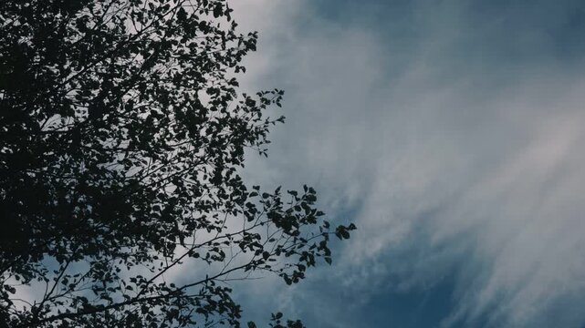 Looking up at delicate branches of a tall tree with drifting clouds in the background
